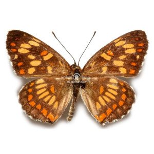 CHLOSYNE THEONA MULLINSI 